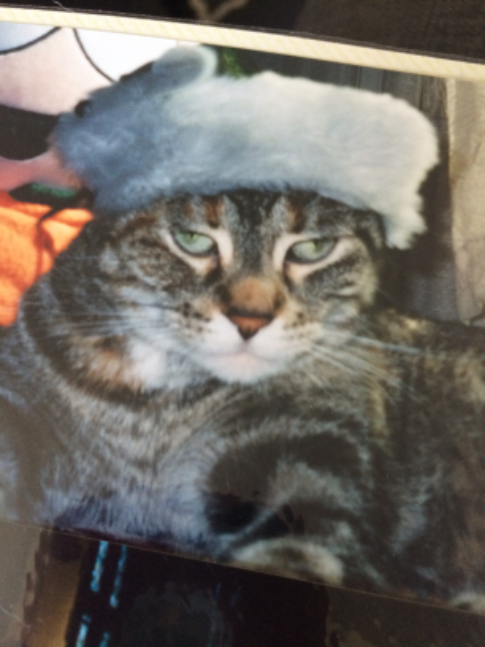 A Tribute to my Cat🐈‍⬛